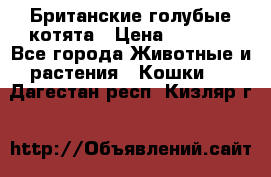 Британские голубые котята › Цена ­ 5 000 - Все города Животные и растения » Кошки   . Дагестан респ.,Кизляр г.